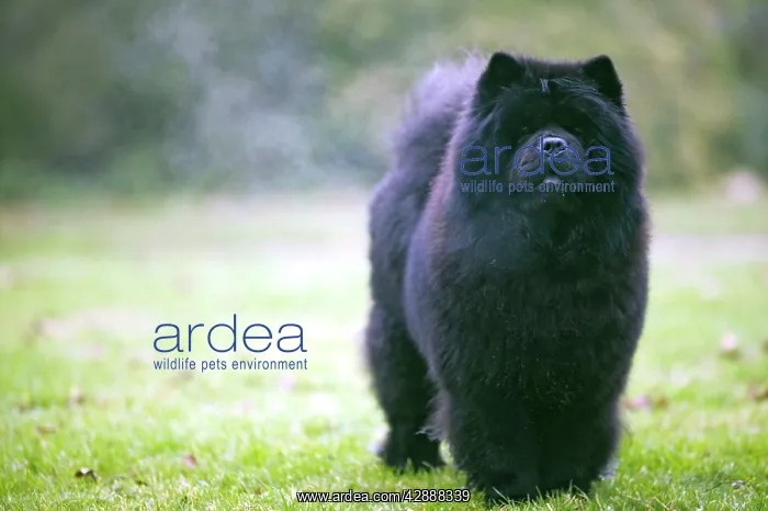  : Chow Chow - with steam coming off fur