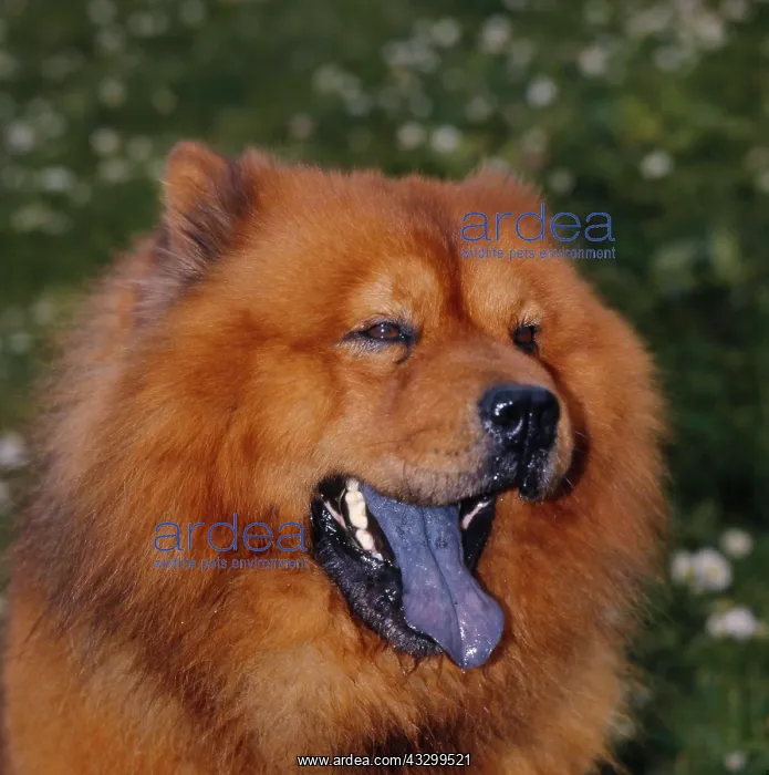: Chow-Chow, yawning Chinese dog breed puffed up lion dog : Chow-Chow, yawning Chinese dog breed puffed up lion dog