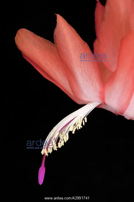 : Christmas cactus : Christmas cactus