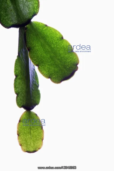 : Christmas cactus : Christmas cactus