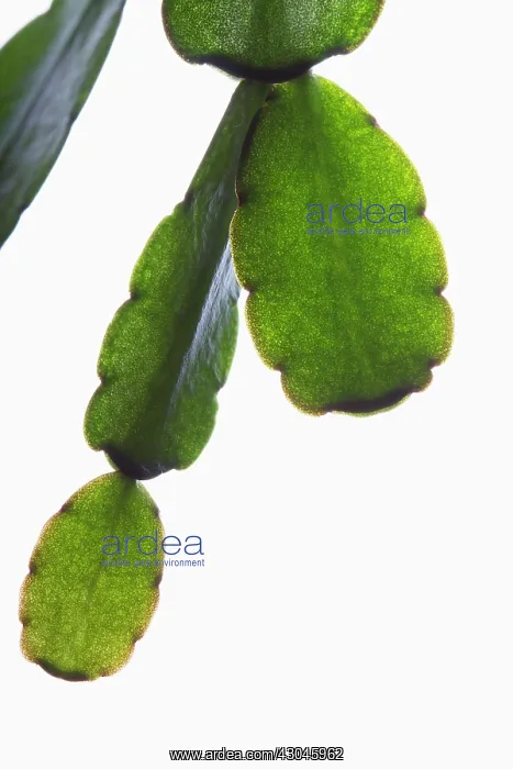 : Christmas cactus : Christmas cactus