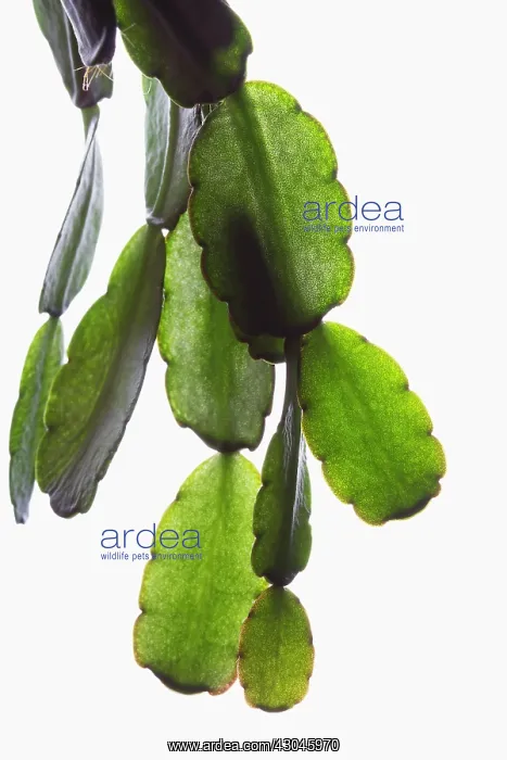 : Christmas cactus : Christmas cactus