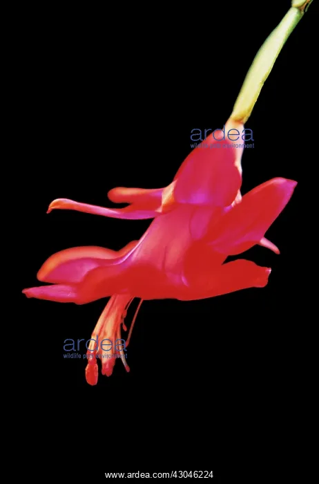  : Christmas Cactus