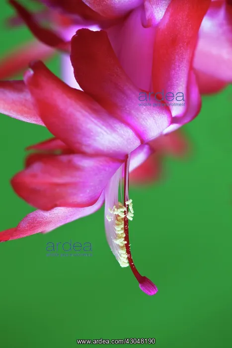  : Christmas cactus