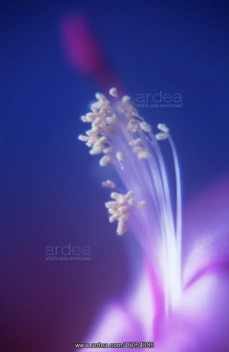 : Christmas Cactus : Christmas Cactus