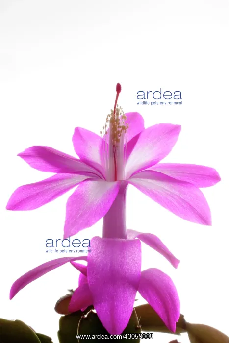 : Christmas Cactus : Christmas Cactus