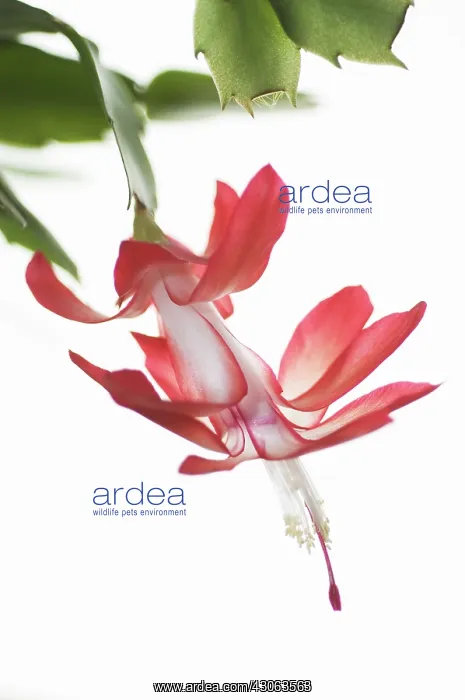 : Christmas Cactus : Christmas Cactus