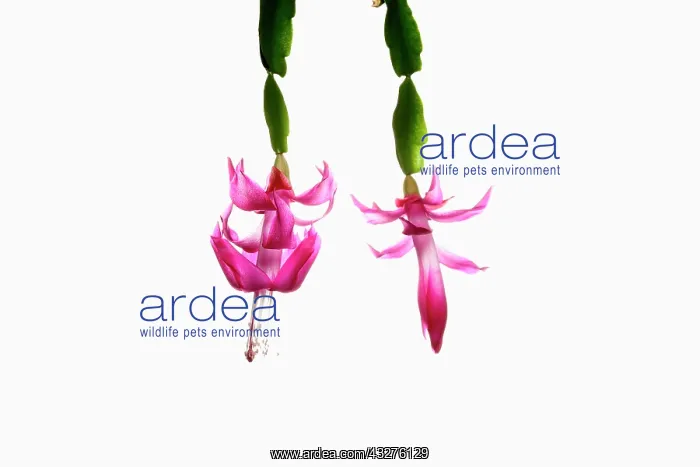 : Christmas cactus, Schlumbergera buckleyi, Pink subject : Christmas cactus, Schlumbergera buckleyi, Pink subject