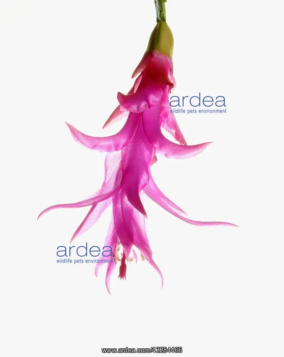 : Christmas cactus, Schlumbergera buckleyi, Pink subject : Christmas cactus, Schlumbergera buckleyi, Pink subject