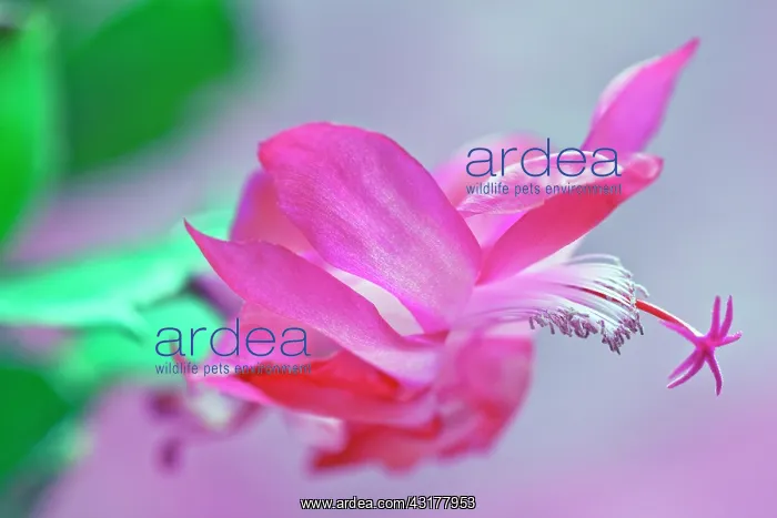 : Christmas cactus, Schlumbergera x bridgesii, Close : Christmas cactus, Schlumbergera x bridgesii, Close