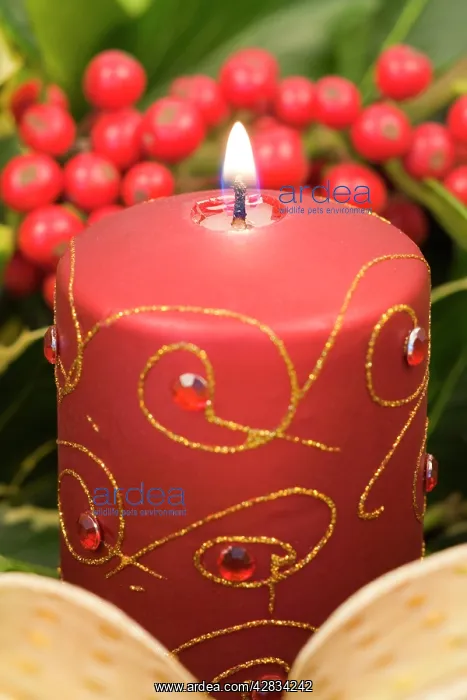 : Christmas Candle and holly berries : Christmas Candle and holly berries