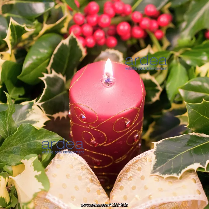 : Christmas Candle and holly berries : Christmas Candle and holly berries
