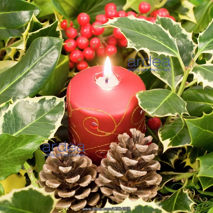 : Christmas Candle and holly berries : Christmas Candle and holly berries