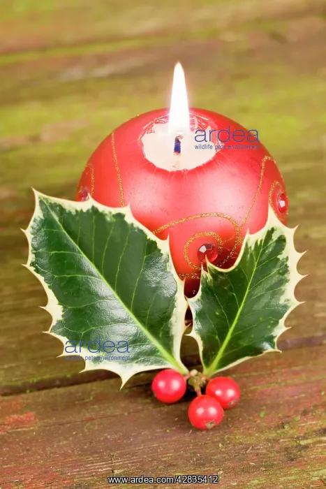: Christmas Candle and holly berries : Christmas Candle and holly berries