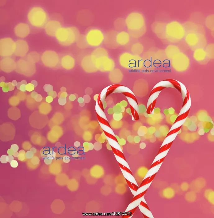 : Christmas candy cane : Christmas candy cane