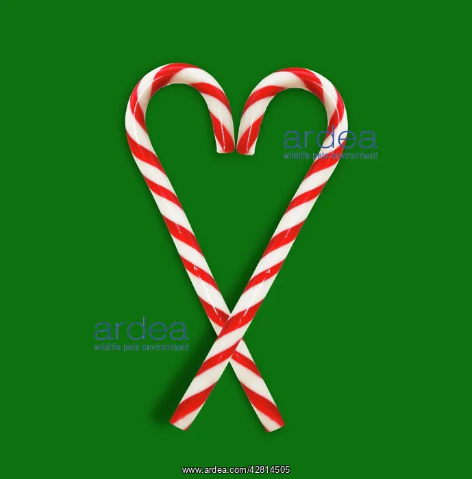 : Christmas candy cane : Christmas candy cane