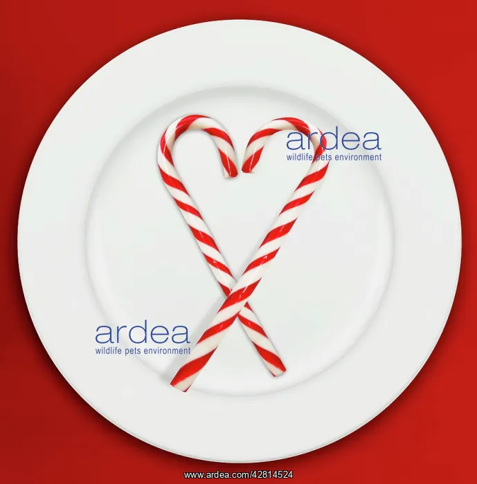 : Christmas candy cane : Christmas candy cane