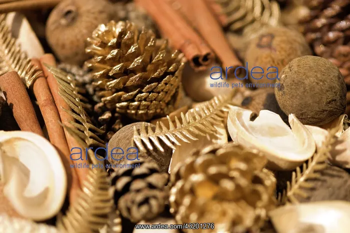  : Christmas decoration from differents nuts, spices