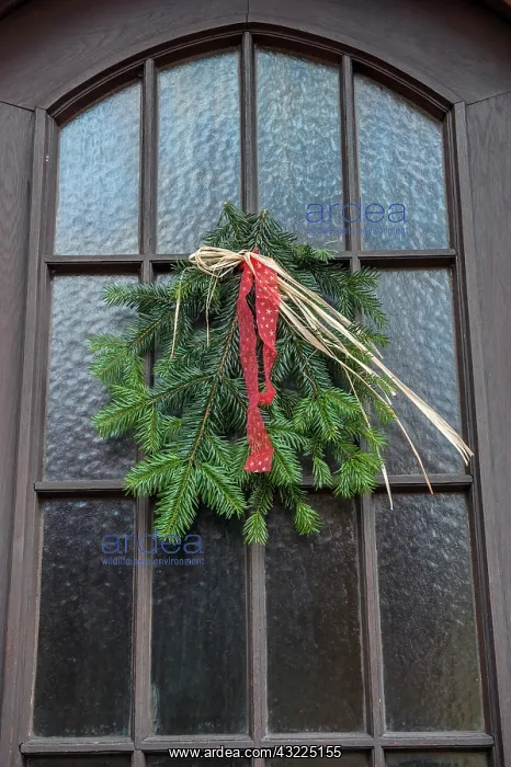 : Christmas decoration, Evergreen swag on : Christmas decoration, Evergreen swag on