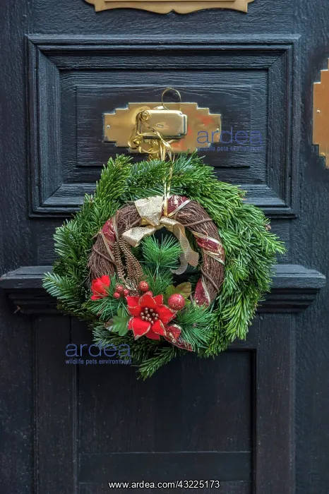 : Christmas decoration, wreath on front door : Christmas decoration, wreath on front door