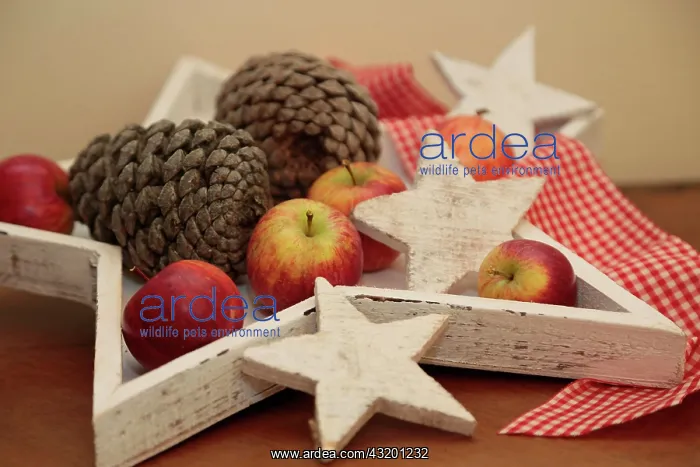 : Christmas decorations : Christmas decorations