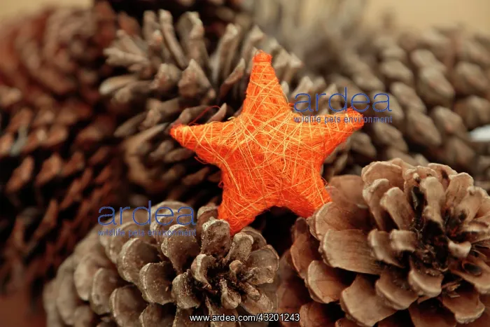 : Christmas decorations : Christmas decorations