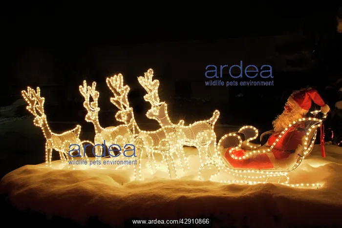 : Christmas Decorations - illuminated reindeer & : Christmas Decorations - illuminated reindeer &