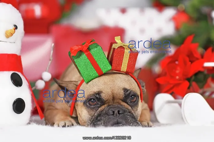: Christmas dog. French Bulldog wearing gift box h : Christmas dog. French Bulldog wearing gift box h