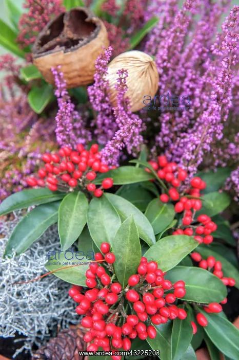 : Christmas floral decoration, Wertheim, Germany : Christmas floral decoration, Wertheim, Germany