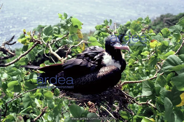 : Christmas Island frigatebird : Christmas Island frigatebird