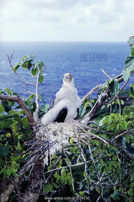 : Christmas Island frigatebird - chick : Christmas Island frigatebird - chick