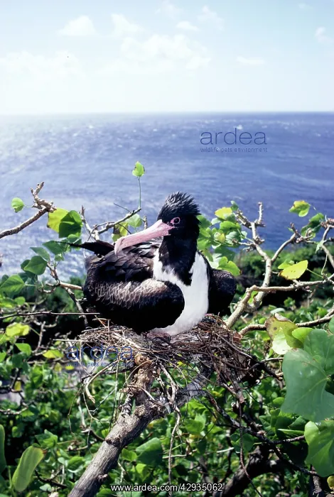 : Christmas Island frigatebird - female on nest : Christmas Island frigatebird - female on nest