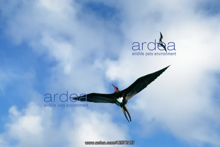 : Christmas Island Frigatebird - In flight : Christmas Island Frigatebird - In flight