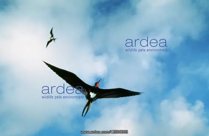 : Christmas Island Frigatebird - male, endemic, less : Christmas Island Frigatebird - male, endemic, less