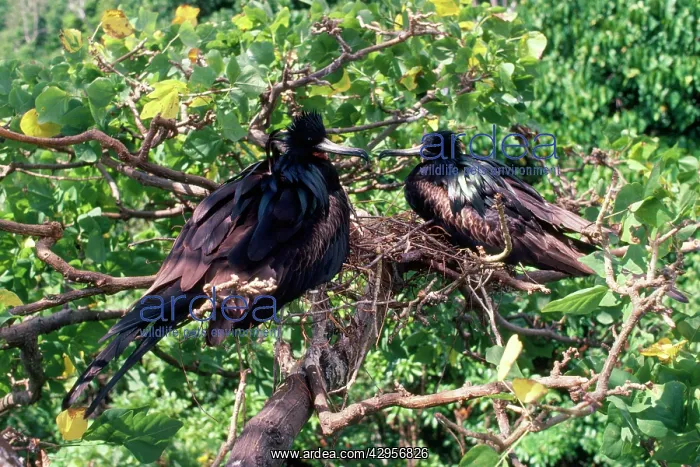 : Christmas Island Frigatebirds - males both incubating eggs : Christmas Island Frigatebirds - males both incubating eggs