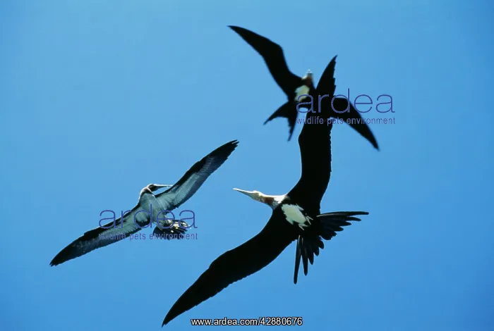 : Christmas Island Frigtebird - Attacking Brown Booby : Christmas Island Frigtebird - Attacking Brown Booby