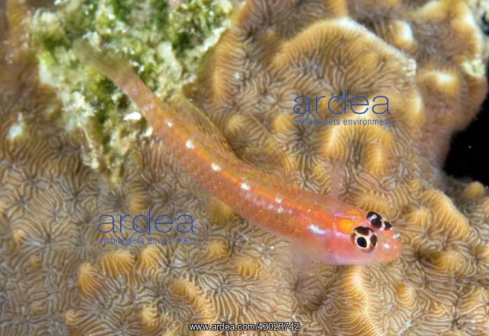  : Christmas Island Goby