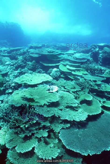 : Christmas Island - Indian Ocean - fringing coral reef : Christmas Island - Indian Ocean - fringing coral reef