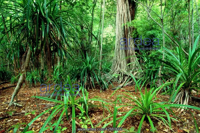 : Christmas Island - Lower terrace forest : Christmas Island - Lower terrace forest