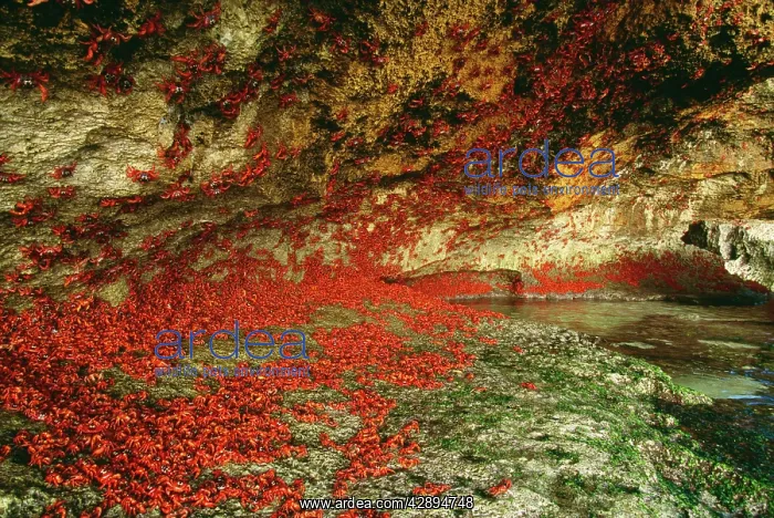 : Christmas Island Red Crab / Land Crab : Christmas Island Red Crab / Land Crab