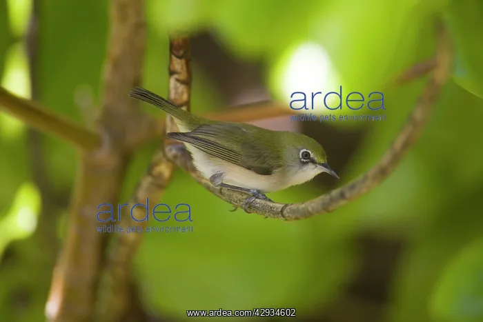 : Christmas Island White-eye : Christmas Island White-eye
