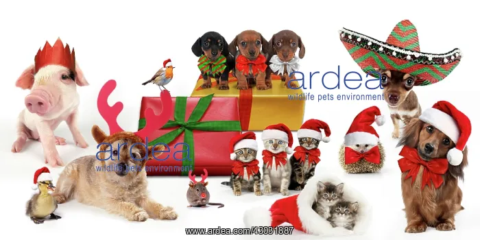 : Christmas pets sitting with Christmas presents : Christmas pets sitting with Christmas presents