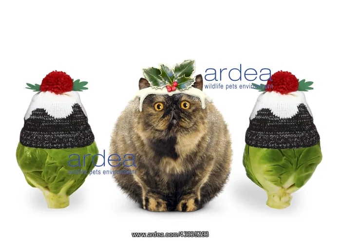 : Christmas Pudding Cat with brussel sprouts wearing : Christmas Pudding Cat with brussel sprouts wearing