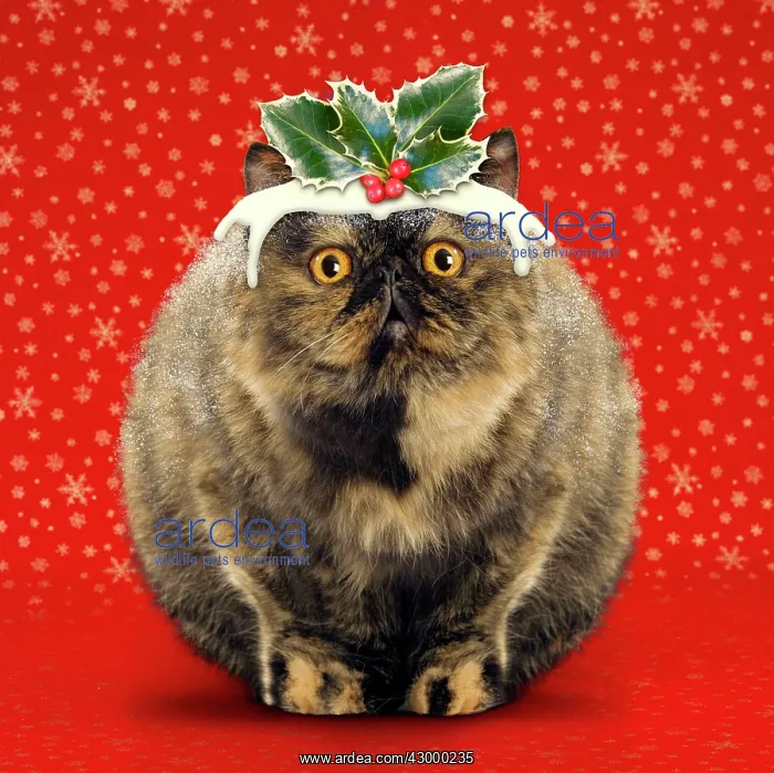 : Christmas Pudding Cat - Exotic short-haired tortoiseshell : Christmas Pudding Cat - Exotic short-haired tortoiseshell