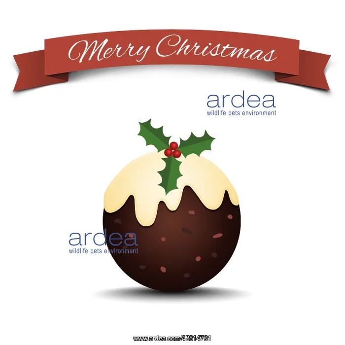 : Christmas pudding illustration with holly, Merry Christmas : Christmas pudding illustration with holly, Merry Christmas