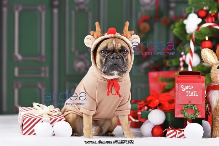 : Christmas reindeer dog. French Bulldog with costume : Christmas reindeer dog. French Bulldog with costume
