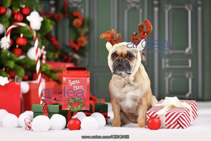 : Christmas reindeer dog. French Bulldog with costume : Christmas reindeer dog. French Bulldog with costume