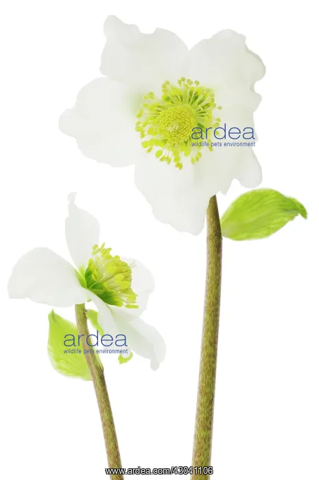 : Christmas Rose : Christmas Rose