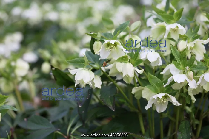 : Christmas Rose : Christmas Rose