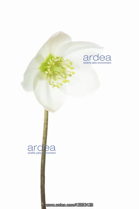 : Christmas Rose : Christmas Rose